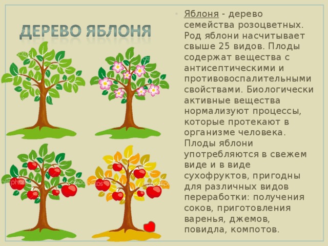 Яблоня описание дерева. Имена обозначающие дерево