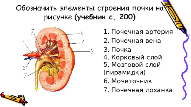 1. Почечная артерия 2. Почечная вена 3. Почка 4. Корковый слой 5. Мозговой слой (пирамидки) 6. Мочеточник 7. Почечная лоханка