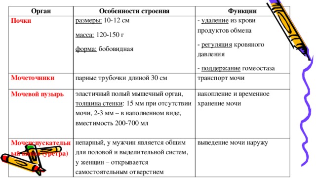 Орган Особенности строения Почки размеры: 10-12 см масса: 120-150 г форма: бобовидная Мочеточники Функции парные трубочки длиной 30 см Мочевой пузырь - удаление из крови продуктов обмена - регуляция кровяного давления - поддержание гомеостаза эластичный полый мышечный орган, толщина стенки : 15 мм при отсутствии мочи, 2-3 мм – в наполненном виде, вместимость 200-700 мл транспорт мочи Мочеиспускательный канал (уретра) накопление и временное хранение мочи непарный, у мужчин является общим для половой и выделительной систем, у женщин – открывается самостоятельным отверстием выведение мочи наружу