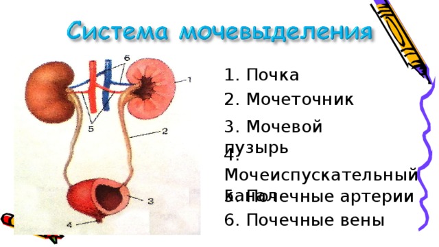1. Почка 2. Мочеточник 3. Мочевой пузырь 4. Мочеиспускательный канал 5. Почечные артерии 6. Почечные вены