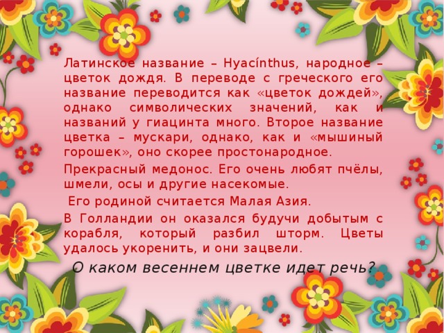 Латинское название – Hyacínthus, народное – цветок дождя. В переводе с греческого его название переводится как «цветок дождей», однако символических значений, как и названий у гиацинта много. Второе название цветка – мускари, однако, как и «мышиный горошек», оно скорее простонародное. Прекрасный медонос. Его очень любят пчёлы, шмели, осы и другие насекомые.  Его родиной считается Малая Азия. В Голландии он оказался будучи добытым с корабля, который разбил шторм. Цветы удалось укоренить, и они зацвели. О каком весеннем цветке идет речь?  