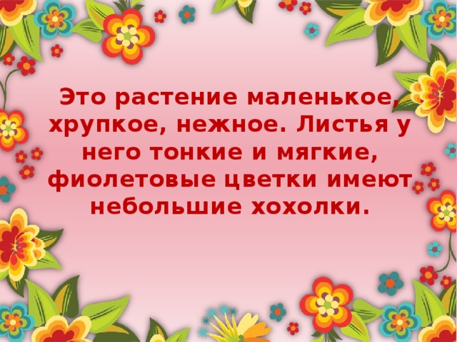 Это растение маленькое, хрупкое, нежное. Листья у него тонкие и мягкие, фиолетовые цветки имеют небольшие хохолки.  