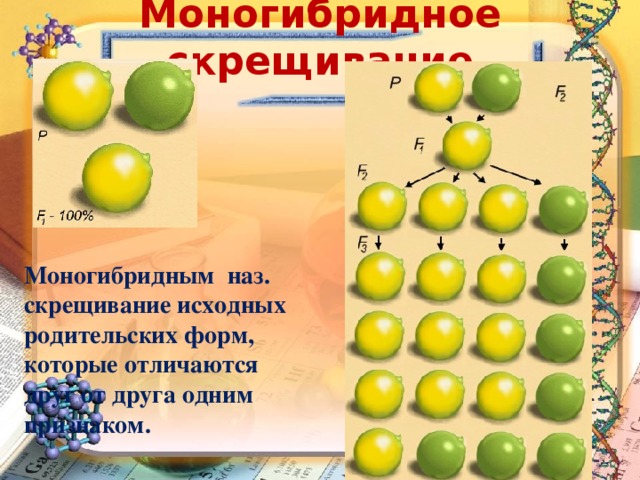 Моногибридное скрещивание виды