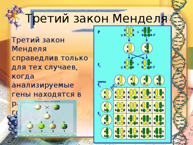 Третий менделя. Схема 3 закона Менделя по биологии. Третий закон Менделя. Законы Менделя третий закон. Третий закон Менделя биология.