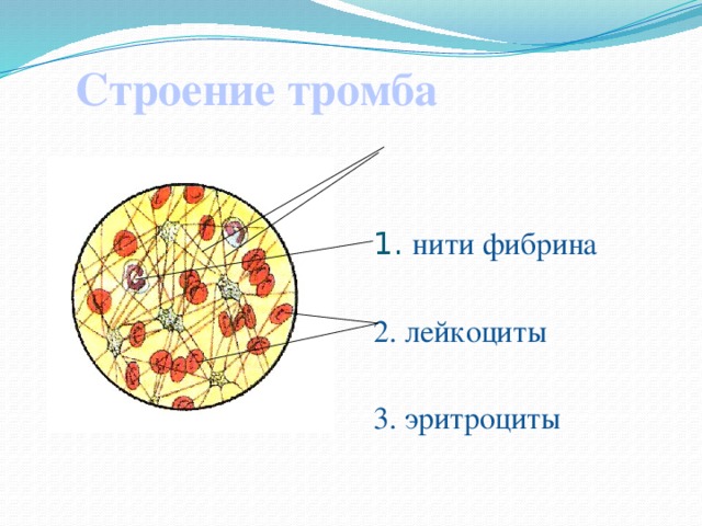 Рисунок лейкоцита человека