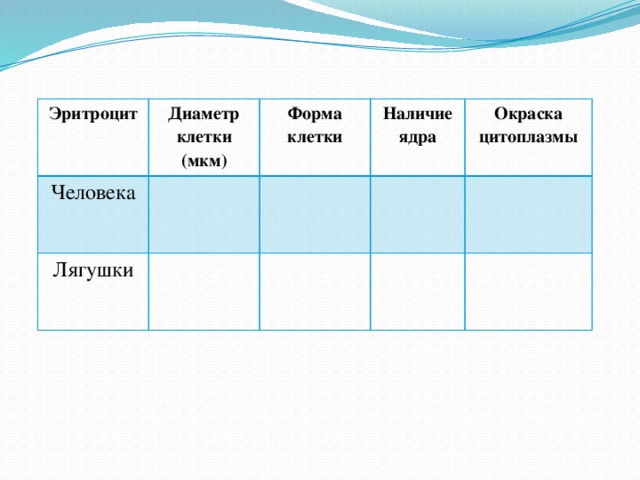 Наличие ядра. Окраска цитоплазмы человека и лягушки. Наличие ядра у эритроцитов человека и лягушки. Окраска цитоплазмы эритроцитов человека и лягушки. Эритроциты форма наличие ядра.