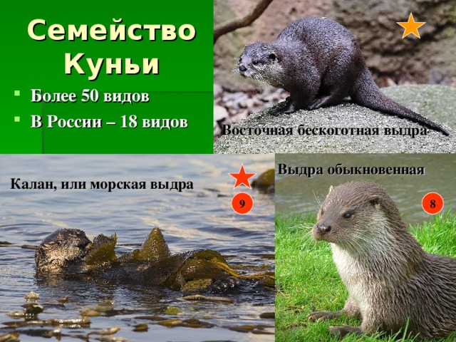 Более 50 видов В России – 18 видов Восточная бескоготная выдра Выдра обыкновенная Калан, или морская выдра 9 8 