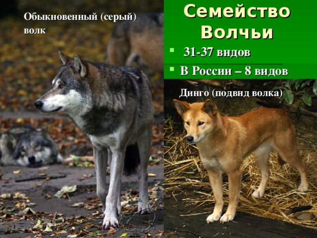 Семейство Волчьи Обыкновенный (серый) волк  31-37 видов В России – 8 видов Динго (подвид волка) 