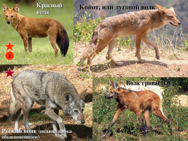  Койот, или луговой волк Красный волк 2 Волк гривастый Рыжий волк (подвид волка обыкновенного) 