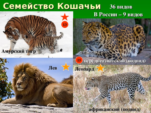 Семейство Кошачьи  36 видов В России – 9 видов 13 Амурский тигр переднеазиатский (подвид) 15 Лев Леопард африканский (подвид) 