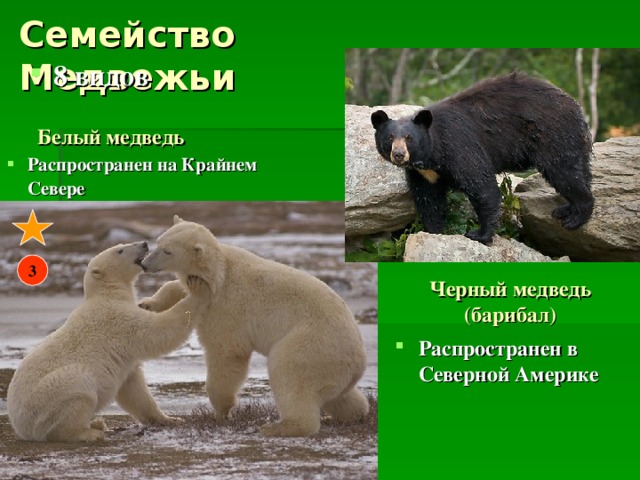 Семейство Медвежьи 8 видов Белый медведь Распространен на Крайнем Севере 3 Черный медведь (барибал) Распространен в Северной Америке 