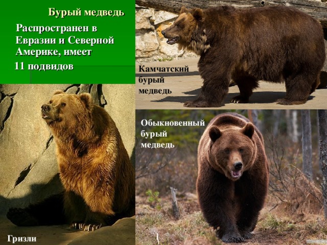 Бурый медведь  Распространен в Евразии и Северной Америке, имеет  11 подвидов Камчатский бурый медведь Обыкновенный бурый медведь Гризли 