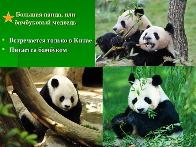 Большая панда, или бамбуковый медведь Встречается только в Китае Питается бамбуком 