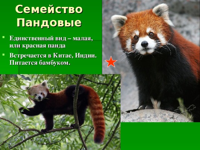Семейство Пандовые Единственный вид – малая, или красная панда Встречается в Китае, Индии. Питается бамбуком. 