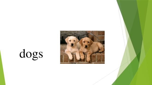 dogs 