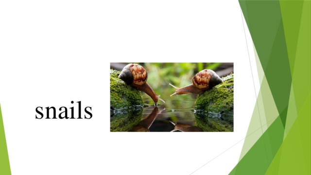 snails 