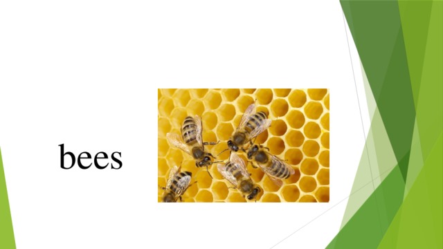 bees 