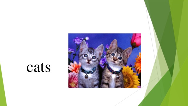 cats 