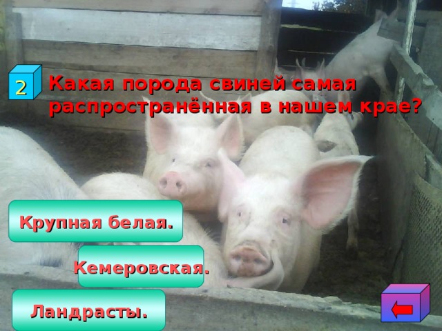 2  Какая порода свиней самая распространённая в нашем крае? Крупная белая. Кемеровская. Ландрасты. 