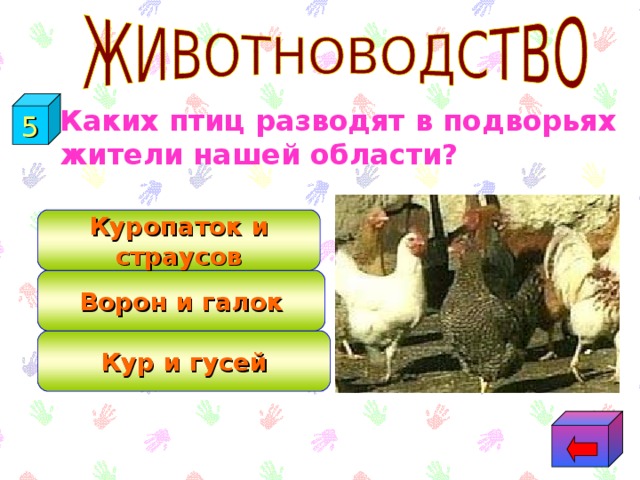 5  Каких птиц разводят в подворьях жители нашей области? Куропаток и страусов Ворон и галок Кур и гусей 