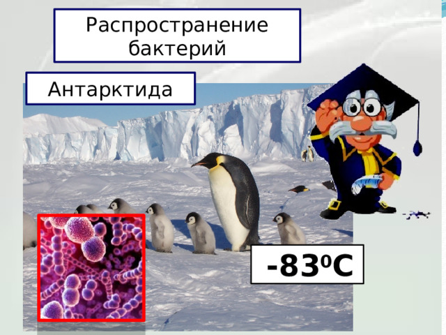 Распространение бактерий Антарктида  -83 0 С 