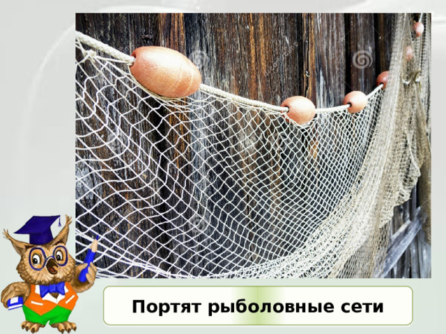 Портят рыболовные сети 