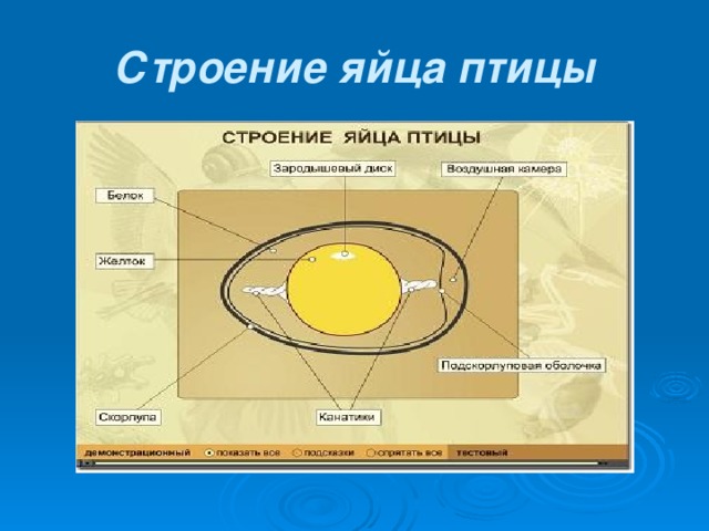 Строение яйца птицы 8 класс