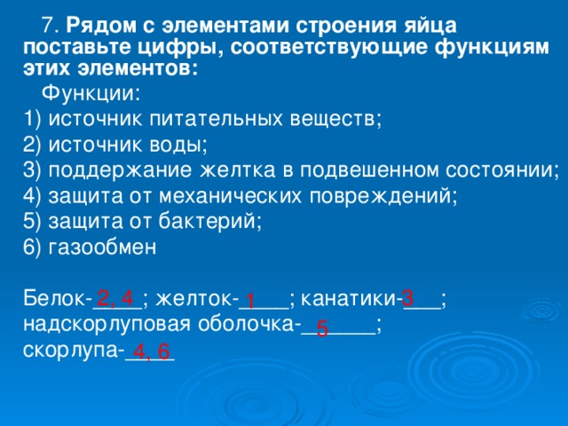 Тимус источник развития общий план строения функция