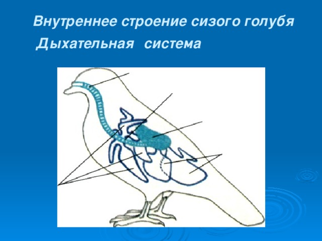 На схеме дыхательной системы голубя воздушные мешки обозначены