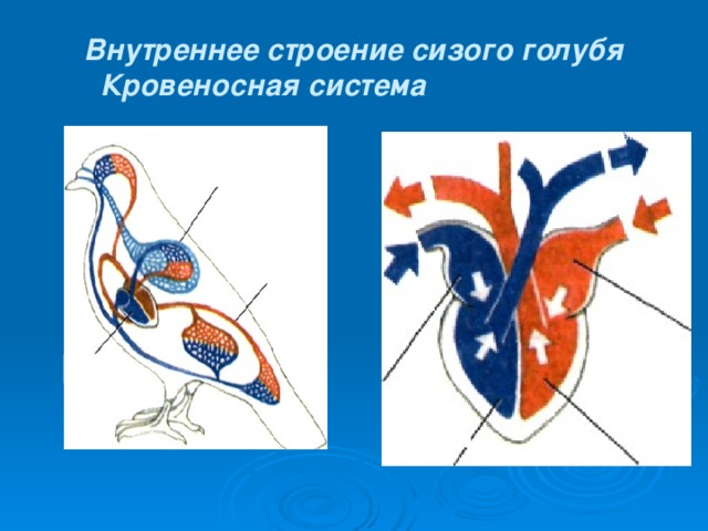 Рассмотрите рисунок цветными карандашами раскрасьте кровеносную систему птицы