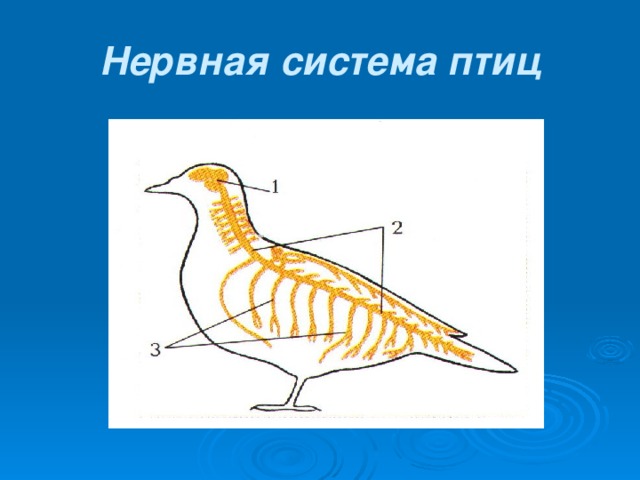 Класс птицы нервная. Отделы нервной системы птиц. Нервная система птиц схема 7 класс. Нервная система птиц. Нервная система птиц 7 класс.