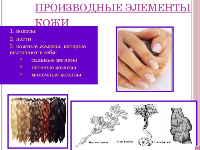 Уход за кожей волосами ногтями
