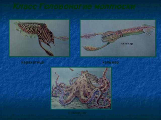 Каракатица и кальмар. Кальмар осьминог каракатица. Кальмар и каракатица отличия. Отличие кальмара от каракатицы. Осьминог и каракатица отличия.