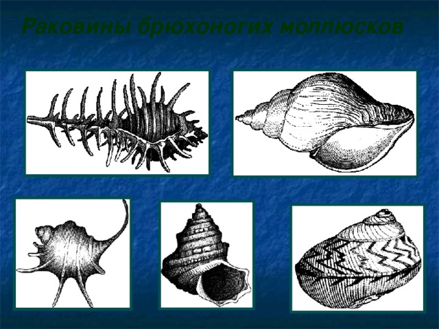 Стадии развития моллюсков.