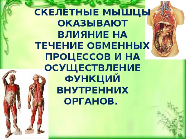 Скелетные мышцы оказывают влияние на течение обменных процессов и на осуществление функций внутренних органов. 