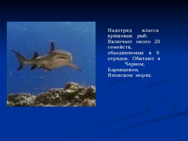 Надотряд класса хрящевых рыб. Включает около 20 семейств, обьединяемых в 6 отрядов. Обитают в Черном, Баренцевом, Японском морях. 