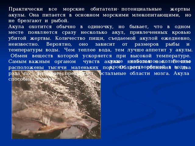Практически все морские обитатели- потенциальные жертвы акулы. Она питается в основном морскими млекопитающими, но не брезгают и рыбой. Акула охотится обычно в одиночку, но бывает, что в одном месте появляется сразу несколько акул, привлеченных кровью убитой жертвы. Количество пищи, съедаемой акулой ежедневно, неизвестно. Вероятно, оно зависит от размеров рыбы и температуры воды. Чем теплее вода, тем лучше аппетит у акулы. Обмен веществ которой ускоряется при высокой температуре. Самым важным органом чувств акулы является нос. В нем расположены тысячи маленьких пор. Область обоняния в два раза по велечине превышает остальные области мозга. Акула способна учуять даже небольшое количество крови, растворённой в воде. 