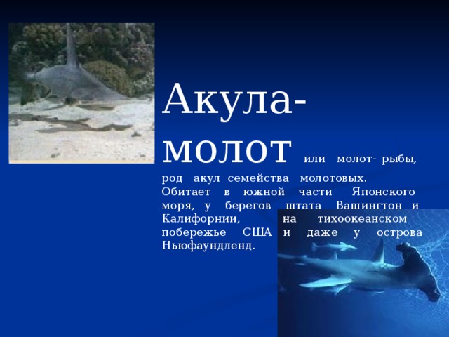 Акула-молот или молот- рыбы, род акул семейства молотовых. Обитает в южной части Японского моря, у берегов штата Вашингтон и Калифорнии, на тихоокеанском побережье США и даже у острова Ньюфаундленд. 