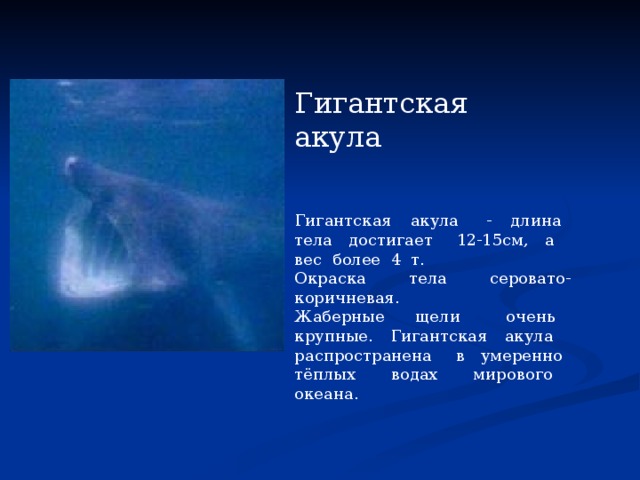 Гигантская акула Гигантская акула - длина тела достигает 12-15см, а вес более 4 т. Окраска тела серовато-коричневая. Жаберные щели очень крупные. Гигантская акула распространена в умеренно тёплых водах мирового океана. 