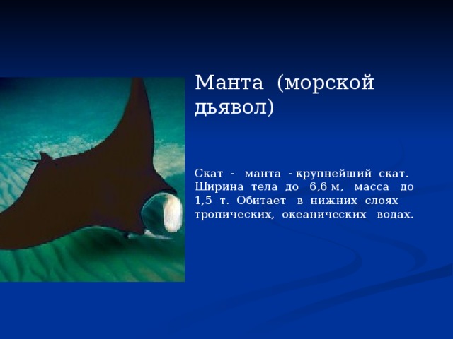 Манта (морской дьявол) Скат - манта - крупнейший скат. Ширина тела до 6,6 м, масса до 1,5 т. Обитает в нижних слоях тропических, океанических водах. 