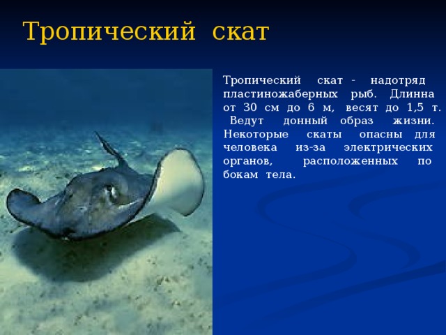 Тропический скат Тропический скат - надотряд пластиножаберных рыб. Длинна от 30 см до 6 м, весят до 1,5 т. Ведут донный образ жизни. Некоторые скаты опасны для человека из-за электрических органов, расположенных по бокам тела. 