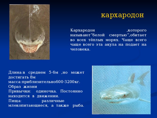 кархародон Кархародон ,которого называют”белой смертью”,обитает во всех тёплых морях. Чаще всего чаще всего эта акула на подает на человека. Длина:в среднем 5-6м ,но может достигать 8м масса:приблизительно600-3200кг. Образ жизни Привычки: одиночка. Постоянно находится в движении. Пища: различные млекопитающиеся, а также рыба. 