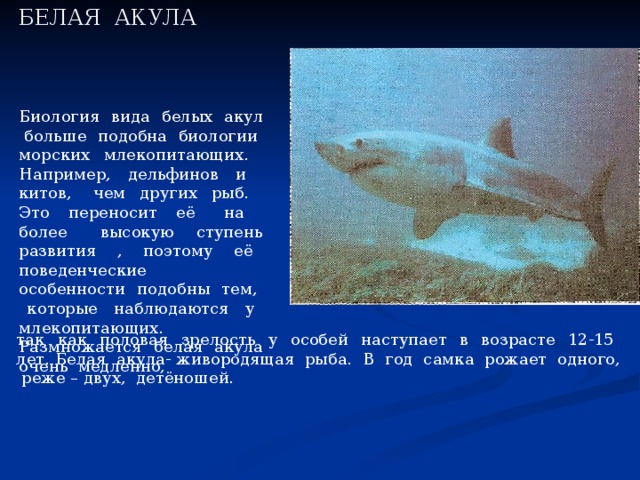 БЕЛАЯ АКУЛА Биология вида белых акул больше подобна биологии морских млекопитающих. Например, дельфинов и китов, чем других рыб. Это переносит её на более высокую ступень развития , поэтому её поведенческие особенности подобны тем, которые наблюдаются у млекопитающих. Размножается белая акула очень медленно, так как половая зрелость у особей наступает в возрасте 12-15 лет. Белая акула- живородящая рыба. В год самка рожает одного, реже – двух, детёношей. 