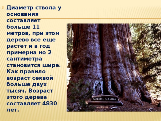Диаметр ствола клена. Диаметр ствола дерева. Диаметр ствола елки 2 метра. Скорость в год дерева Секвойя дерево. Диаметр 2 метра ствол