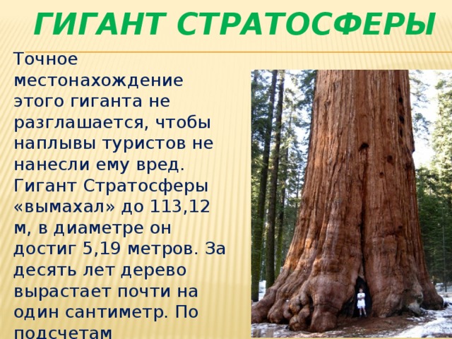 Список высоких деревьев