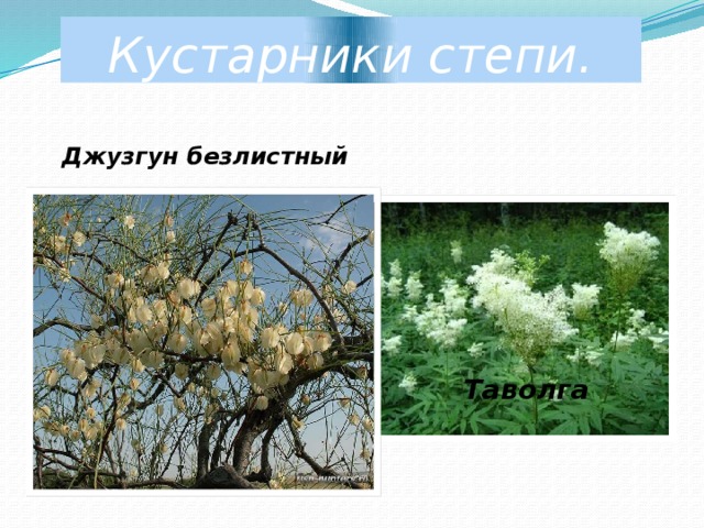 Кустарники степи. Кустарники степи названия. Кустарники степей России. Кустарники Степной зоны России. Деревья и кустарники в степях России.