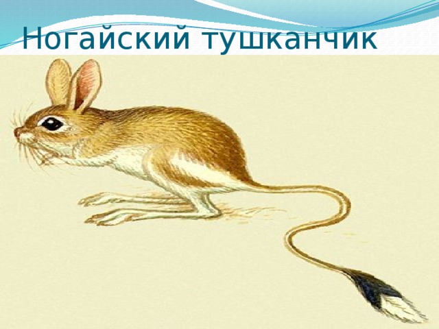 Тушканчик картинка для детей
