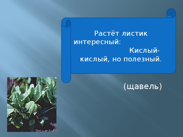 Какое слово щавель. Загадка про щавель для детей. Загадка про щавель 2 класс. Загадка со словом щавель. Ребус щавель.