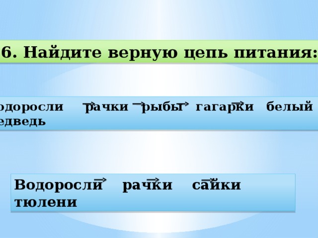 Какие схемы питания можно составить из этих живых существ рачки сайка кайра белый медведь тюлень