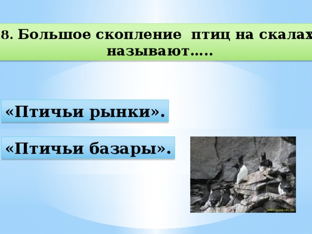 Большое скопление на скалах называют. Большое скопление птиц на скалах называется.